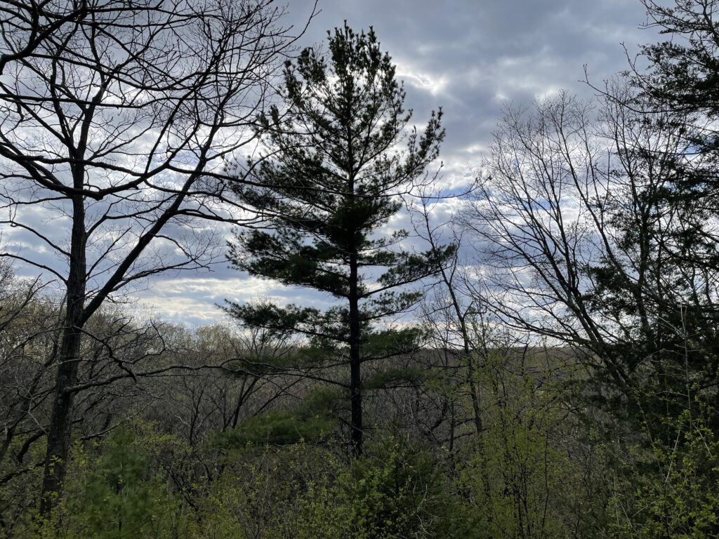 Image from the middle of the 9 mile loop in Kettle Moraine State Park.